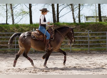Rij- / intensieve training voor recreatiepaarden