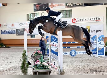 Rijlessen & Dressuurtraining