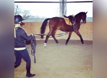 Rijlessen & Dressuurtraining