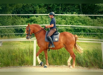 Ruiter- en paardenopleiding, longeerplaats, paardenopleiding, jongepaardenopleiding, opbouwtraining