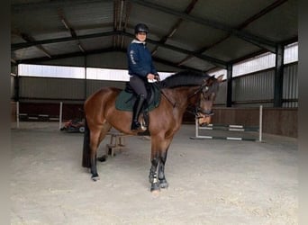 Training | Jonge paarden | Probleemgevallen | Correctie | Paard voorbereiden op zadel