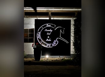 Training van jonge paarden / inrijden / aan de longeerlijn