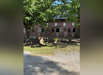 Training van jonge paarden / inrijden / aan de longeerlijn