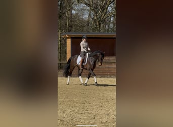 Training van jonge paarden / inrijden / aan de longeerlijn