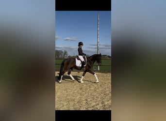 Training van jonge paarden / inrijden / aan de longeerlijn