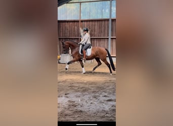 Training van jonge paarden / inrijden / aan de longeerlijn