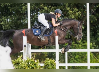 Training van sportpaarden, inrijden van jonge paarden