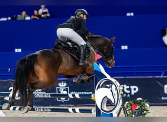 Training van sportpaarden, inrijden van jonge paarden