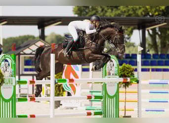 Training van sportpaarden, inrijden van jonge paarden