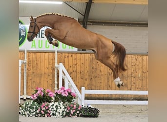 Training voor springpaarden 