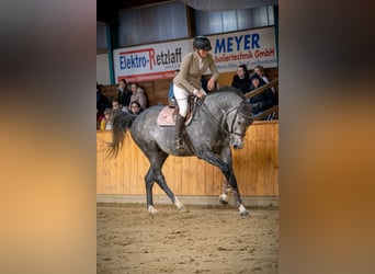 Vielseitiger Beritt / Anreiten von Sport & Freizeitpferden 