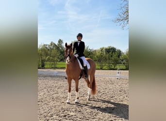 Volledig gereden dressuur / aanleuning - S***