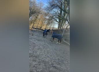 Volledig gereden dressuur / aanleuning - S***