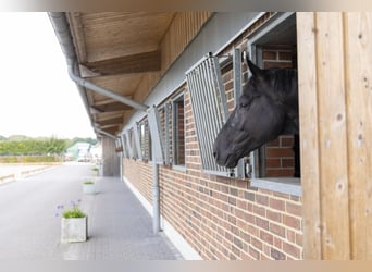 ⚜️ Vrije rijplaatsen beschikbaar ⚜️