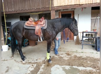 Western Ausbildung von Pferden, Jung- und Korrekturpferde