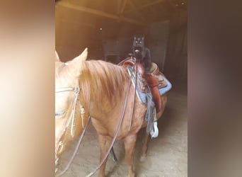 Western Ausbildung von Pferden, Jung- und Korrekturpferde