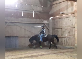 Western Ausbildung von Pferden, Jung- und Korrekturpferde