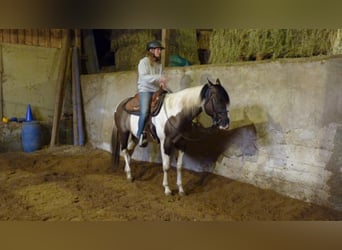 Western Ausbildung von Pferden, Jung- und Korrekturpferde