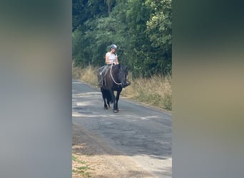 Ferienkurse Natural Horsemanship Sommer 2024