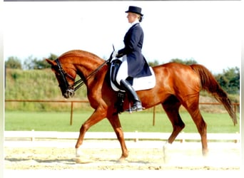Mentale coaching voor paardensporters