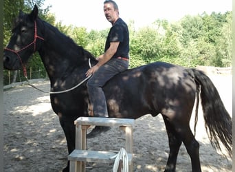 Minimal Horsemanship – Der einfachere Weg zum Pferd