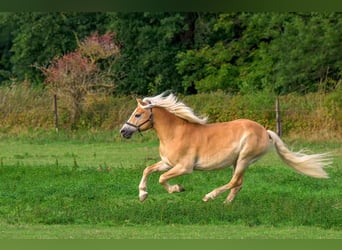 Ontdek de magie van paarden!
