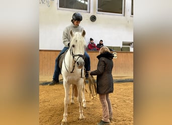 Pferdepfleger FN - Qualifikation mit Prüfung für Quereinsteiger 06. bis 20.11.2026