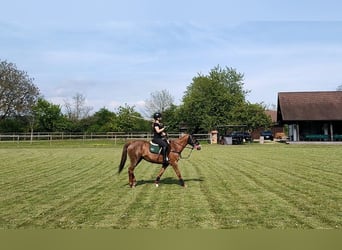 Polo introductiecursus op 25 april 2026