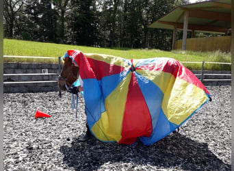 Reitpädagogik-Ausbildung/Fortbildung Pony-Motion®️