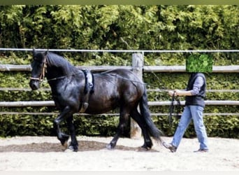 Rijden vanaf de grond - Intensief weekend 🐎 15-17 mei 2026