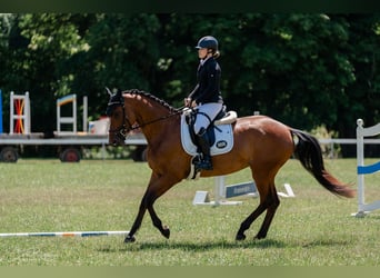 Biete Reitunterricht rund um 83620 Feldkirchen-Westerham