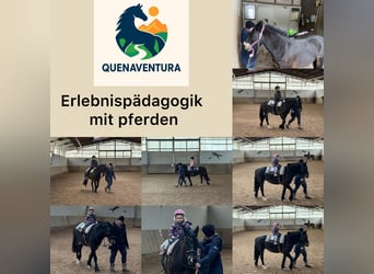 Erlebnisgerichte Pädagogik mit dem Pferd