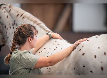 Fysiotherapie en osteopathie voor paarden