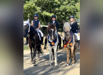 Gangpferde, Reitunterricht, Isländer, Tölt, Reitbeteiligung 