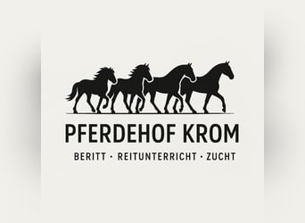 Individuellen Reitunterricht, Beritt, uvm.