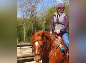 Individuelles Pferdetraining, Pferdeosteopathie, TGT, OsteoConceptCoach, NRW