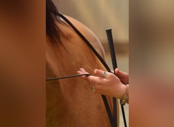  Individuelles Pferdetraining, Pferdeosteopathie, TGT, OsteoConceptCoach, NRW