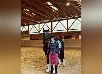 Liebevoller und professioneller Reitunterricht