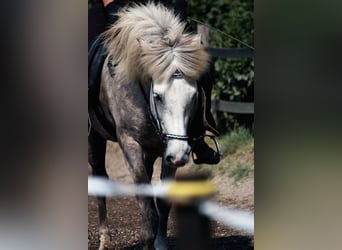 Mobilen Reitunterricht im Kreis Mettmann