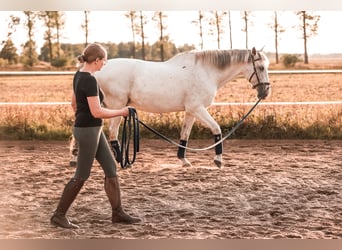 Mobiler Reitunterricht & Sitzschulung