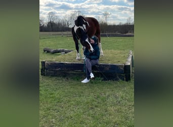 Mobiler Unterricht Bodenarbeit, Pferdetraining