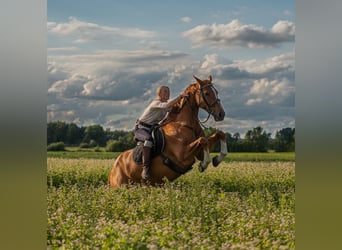 Paardrijschool en training van paarden