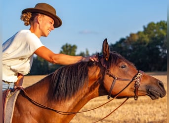 Pferdetraining mal anders - Mobiler Unterricht