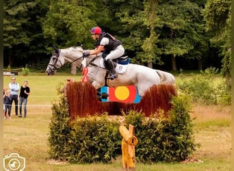 Professional trainings and consultations on all levels - eventing, showjumping