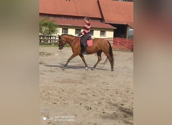 Qualifizierte  Reitunterricht 