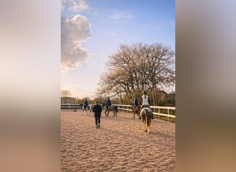 Rijles bij de ruitervereniging Neuried-Gauting e. V.