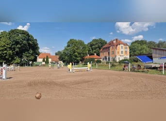 Rijlessen in Uehlfeld – dressuur, springen & individuele training