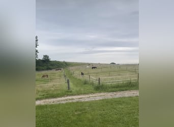 Rijlessen op schoolpaarden