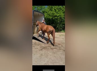 Verladetraining / Anhängertraining