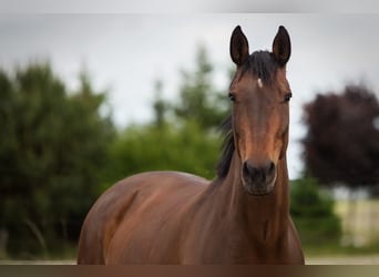 Droomjob te huur in een privé pensionstal!